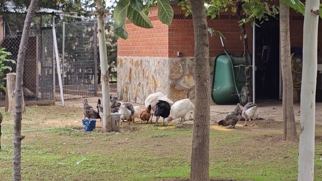 еле сдержалась/ не хочу терять подругу / Язык чесать это не мешки таскать. смотреть онлайн