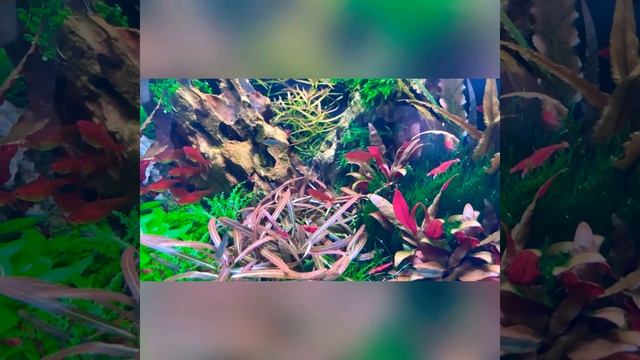 Chihiros vivid 2 mini on 45cm tank. Perfect lighting for 45p. смотреть онлайн