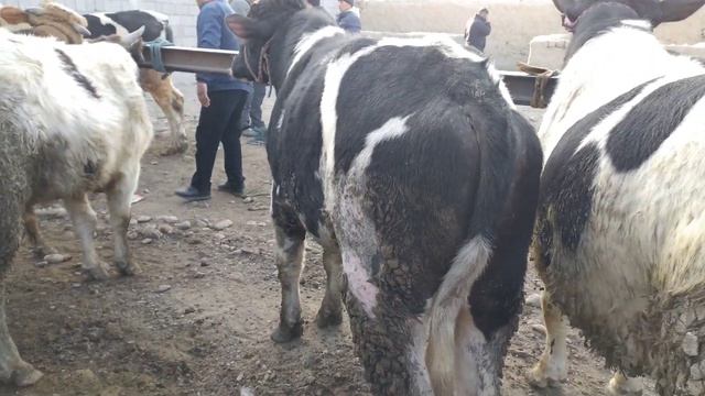 КОНИБОДОМ ПАТАР ЧОРШАНБЕ МОЛ БОЗОРИ. 17.02.2021. смотреть онлайн