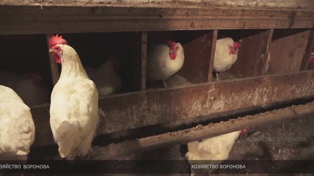 И яйца будешь собирать вёдрами. Несколько советов смотреть онлайн