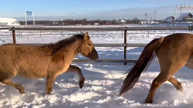 Ранчо на Урале / Производим отгрузку Башкирских лошадей в Республику Казахстан / Будни Фермера смотреть онлайн