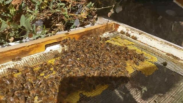 Пчеловодство в США фильм 1 Казус смотреть онлайн