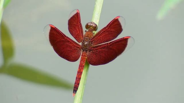 Neurothemis fluctuans male (07Oct2014) смотреть онлайн