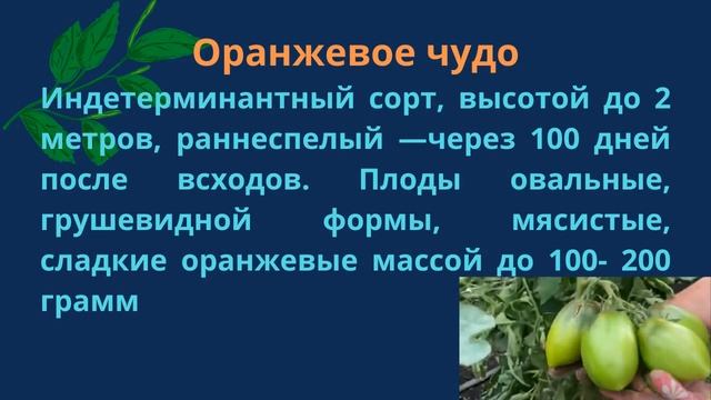 5 сортов томатов для выращивания в холодных регионах страны в 2023 году смотреть онлайн