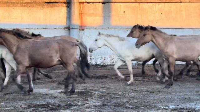 Тридцать один день без остановки шли дожди | Будни Фермера на хозяйстве смотреть онлайн