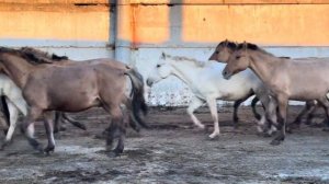 Тридцать один день без остановки шли дожди | Будни Фермера на хозяйстве