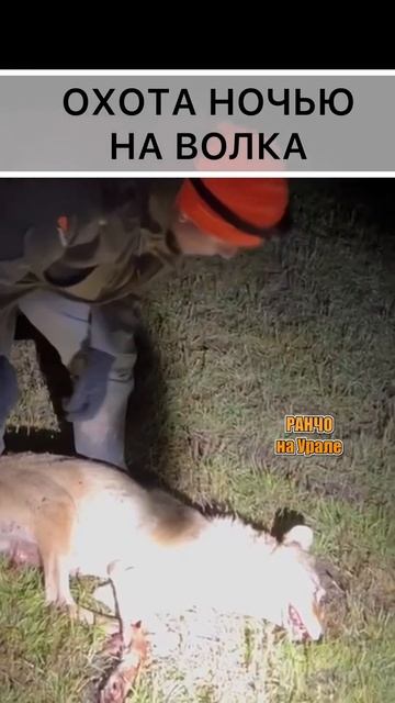 Стреляем ночью волков прямо в деревне #shorts смотреть онлайн