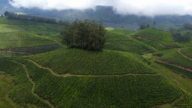 First impressions of MUNNAR, Kerala 🇮🇳 PARADISE on Earth INDIA смотреть онлайн