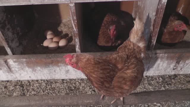 Вынимаю яйца из под курицы смотреть онлайн