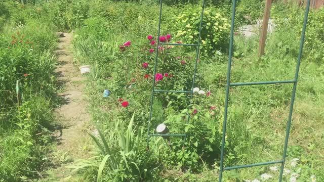 Дача в подмосковье июнь 2022/Что растет на даче /Ждем ягодный урожай смотреть онлайн