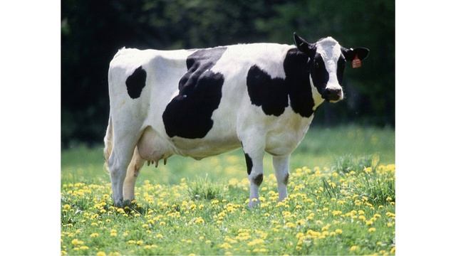 cows barn and birds sound effect смотреть онлайн
