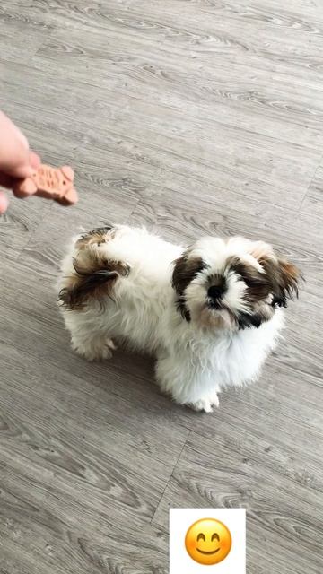 Treat Time .. #milkbone #cute #shihtzu #nico #puppy