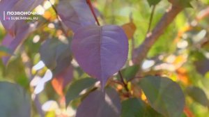 Исцеление позвоночника. НОВЫЙ Саблиминал. Скрытые Аффирмации. (2)