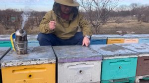 Когда стартовать? Работа с пчелами на Юге.