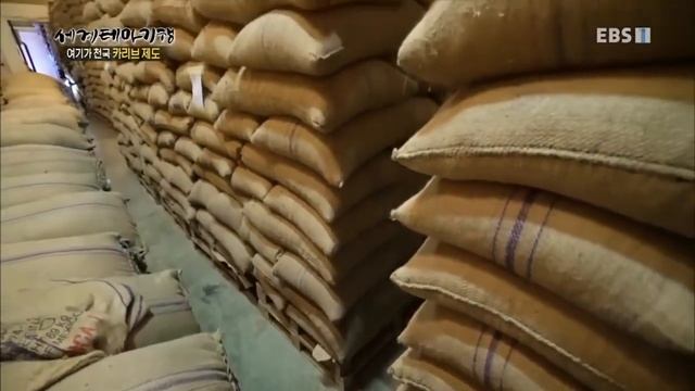 Jamaica Blue Mountain Coffee Visit from Korea 커피 세계테마기행 여기가 천국! 카리브 제도 4부 커피향이 흐르는 축복의 땅 смотреть онлайн