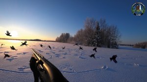 ТАК ДОЛЖЕН ПОСТУПАТЬ КАЖДЫЙ ОХОТНИК! ОХОТА НА ТЕТЕРЕВА НА ЛУНКАХ!