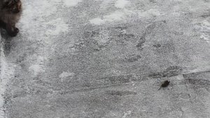 Готовлю пастилу из тыквы ,первый раз .