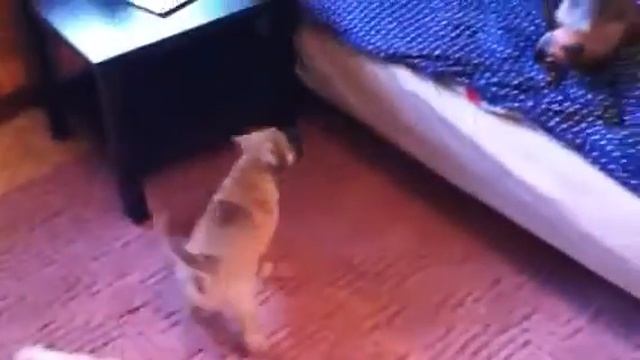 Милый щенок кадебо осваивается в новом доме и шалит