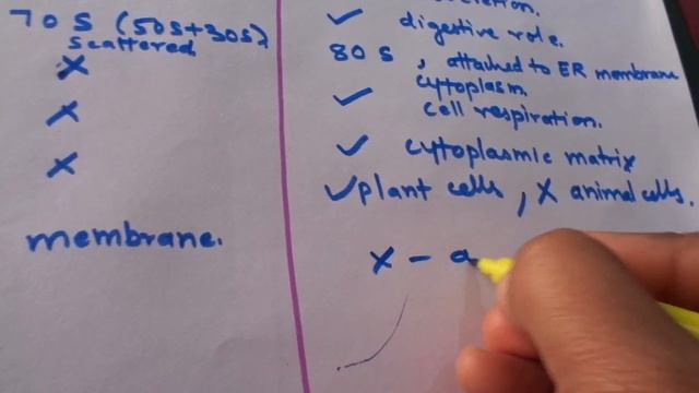 Difference between prokaryotic and eukaryotic cells смотреть онлайн