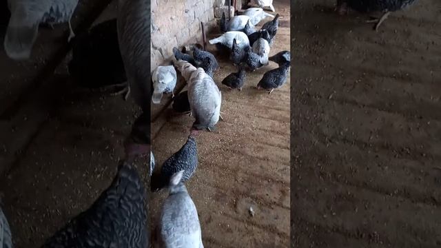 Аспидный Индюк 👍#индюки #аспидный