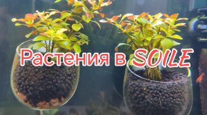 Первые итоги по растениям в стаканчиках в питательном грунте soil.