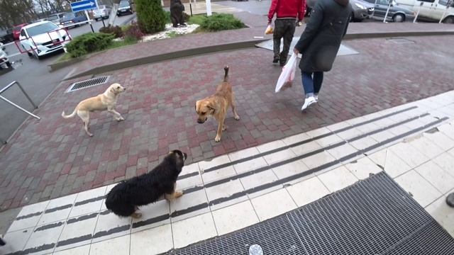 Купил себе колготки, а Пэксу мясо