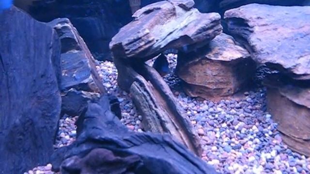 Oscar, Convict, Firemouth - 75 gal. смотреть онлайн