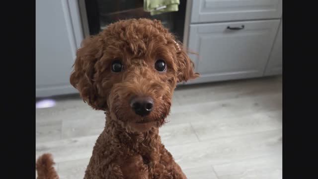 Наш многоликий пёс Барни. Пудель ни когда не бывает одинаковым. Стрижка только начата. 2203202.