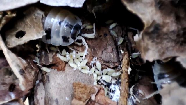 Porcellio laevis "Dairy Cow" Cows #animals #subscribe #youtube смотреть онлайн
