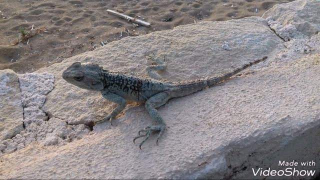 Очень прикольная и смешная озвучка игуаны! 😂 ( читать описание) смотреть онлайн