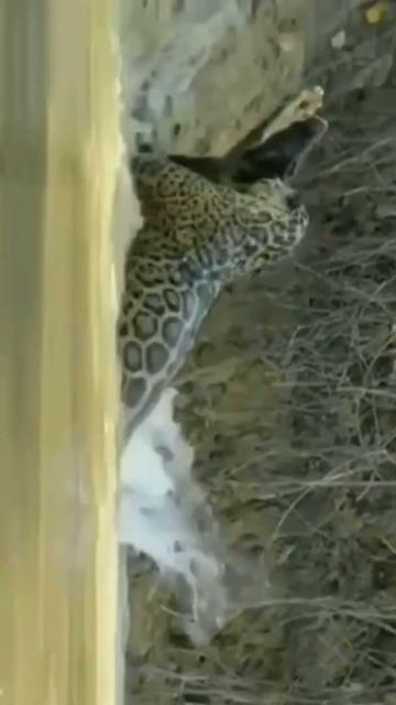 JAGUAR KILLING CAIMAN..!!!!! смотреть онлайн