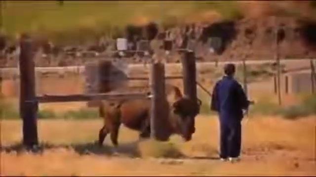 Chi master puts animals to sleep смотреть онлайн