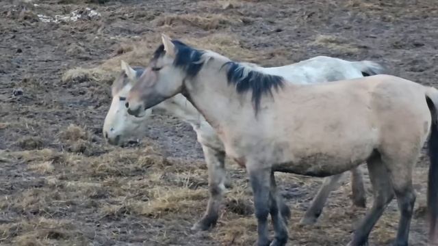 Будни ферма на Урале/ Наводим порядок на нашем Ранчо/ Первый выезд на большом квадроцикле Атлет смотреть онлайн