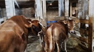 ДОЕНИЕ КОЗ И КОРОВ🐐❄️ НА БЕЛОЙ КОЗЕ❄️🐐