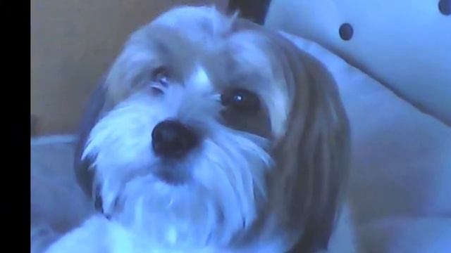 Meu Lhasa Apso Ygor.wmv