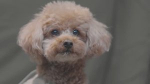 RYUCAMP -15 зимний кемпинг в горах. Собака. Печка.