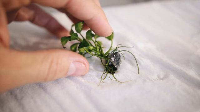 Aquascaping Design BITES - Glowing Anubias смотреть онлайн