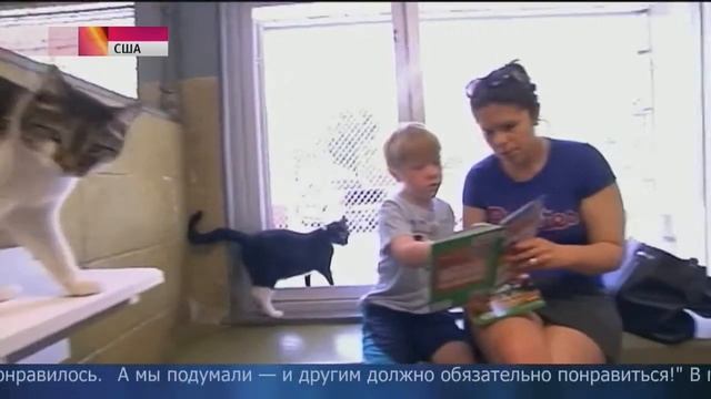 Кошки помогают детям полюбить чтение - 17.10.2014 смотреть онлайн