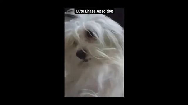 #shorts ll Cute Lhasa Apso dog 🐶🐕 ll #youtubeshorts #ytshorts #trending #viralshort смотреть онлайн