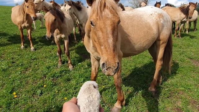 Сломался квадроцикл/ Отвез лошадям соль в поля/ Лошади Идиятуллина смотреть онлайн