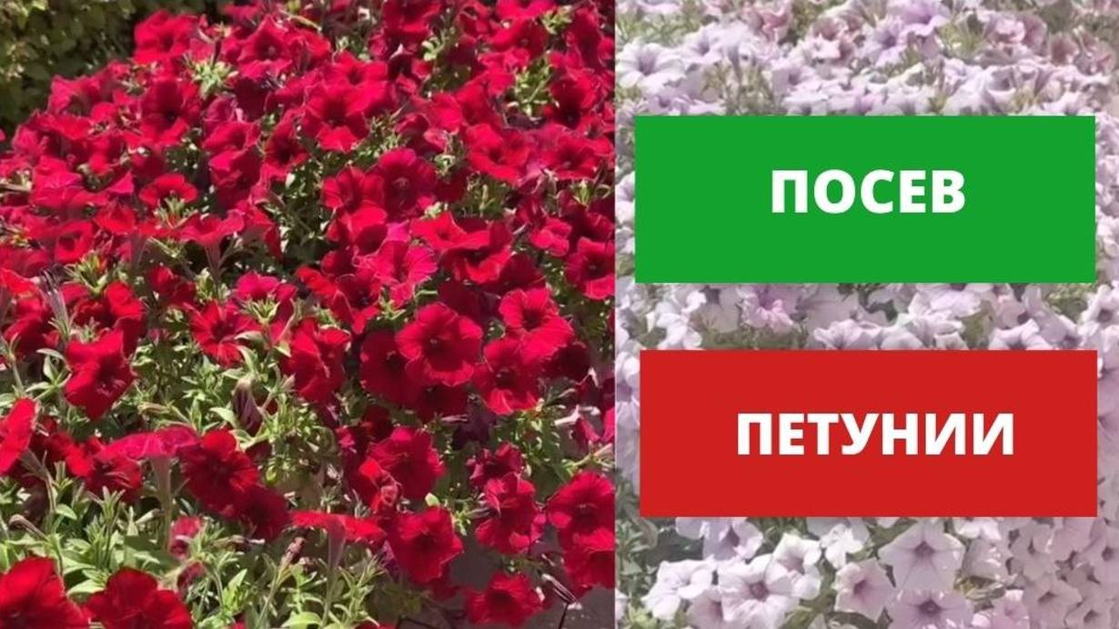 Посев петунии