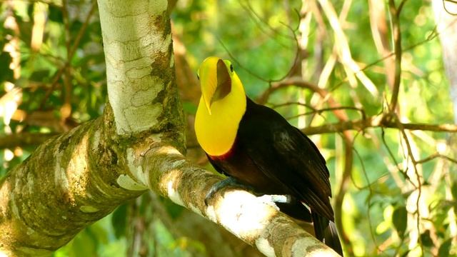 ALL ABOUT TOUCANS, WITH SOUNDS #toucan #toucans #toucanbird #birdsound #farmanimals смотреть онлайн