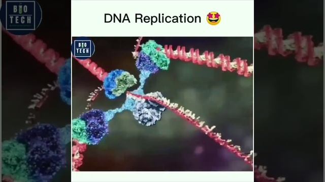 DNA Replication смотреть онлайн