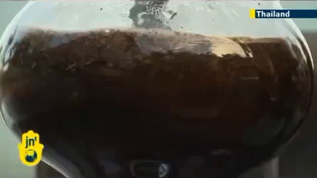 Fil dışkısı kahvesi içtiniz mi смотреть онлайн