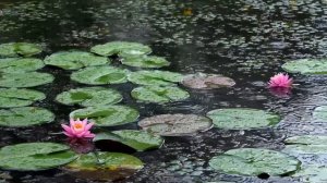 Звук дождя в пруду с кувшинками 🌧️ Спите спокойно под успокаивающий белый шум ASMR АСМР