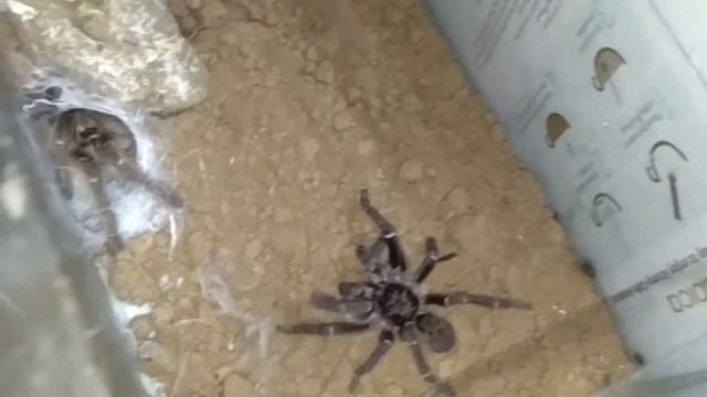 Pterinochilus Murinus (OBT) Male Last Update #F.E.Ex смотреть онлайн