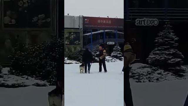 ПРК МОНО 03.02.18 Верный Друг Глория ( лобовая ) смотреть онлайн