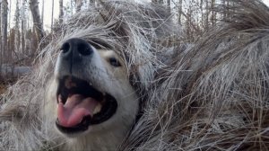 Приключения пушистой банды
2 часть