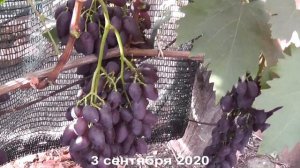Сорт винограда «Кармен» - сезон 2020 # Grape variety «Karmen» - season 2020