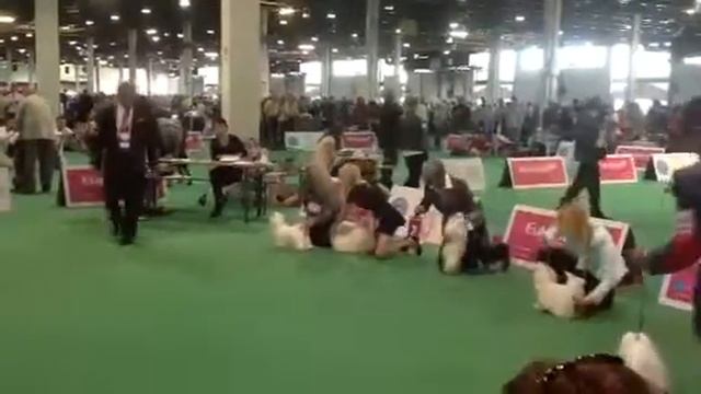 мальтезе WDS MALTESE JUNIOR MALE